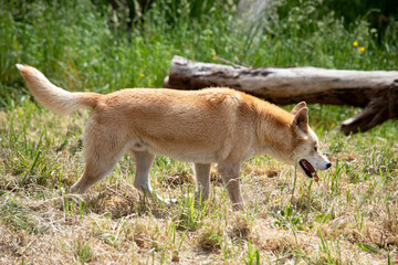 Dingos have a long muzzle, erect ears and strong claws. They usually have a ginger coat and most have white markings on their feet, tail tip and chest.