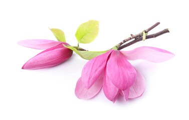 Beautiful pink magnolia flowers isolated on white