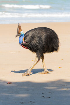 Cassowary walking along the beach