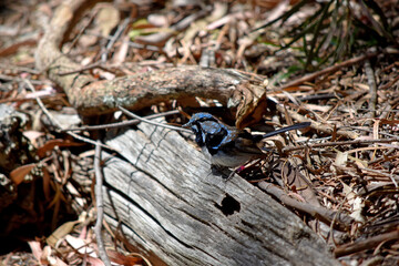 Male fairy wrens have rich blue and black plumage above and on the throat. The belly is grey-white...