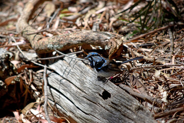 Male fairy wrens have rich blue and black plumage above and on the throat. The belly is grey-white and the bill is black.