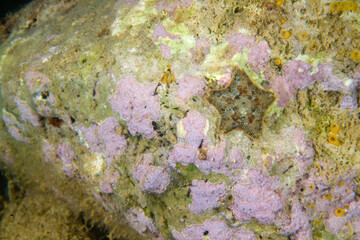 Starlet cushion star (Asterina gibbosa) adult, in rock pool at low tide, Capo Caccia, Alghero,...