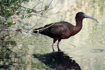 The glossy ibis neck is reddish-brown and the body is a bronze-brown with a metallic iridescent...