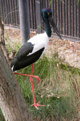 The head and neck of a jabiru are black with an iridescent green and purple sheen. The male has black eyes the female has yellow