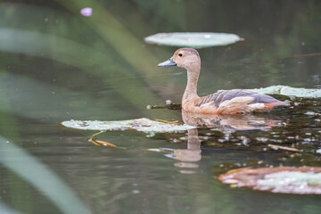 Image of lesser whistling duck on nature background.