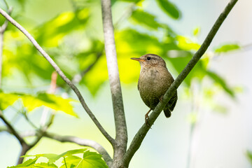 Winter Wren on tree branch in Spring