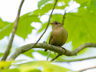 Obraz premium Winter Wren on tree branch in Spring