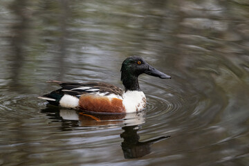 Male Northern Shoveler swimming in dark water