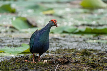  Purple Swaphen in dense floating vegetation on lakes