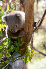 the Koala has a large round head, big furry ears and big black nose. Their fur is usually grey-brown in color with white fur on the chest, inner arms, ears and bottom.