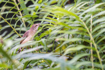 Tawny-flanked prinia bird perched on a tree branch