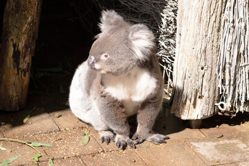 the Koala has a large round head, big furry ears and big black nose. Their fur is usually grey-brown in color with white fur on the chest, inner arms, ears and bottom.