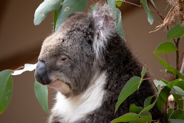 the Koala has a large round head, big furry ears and big black nose. Their fur is usually...