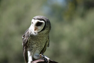 The lesser sooty owl is a dark sooty-grey in color, with large eyes in a grey face, fine white...