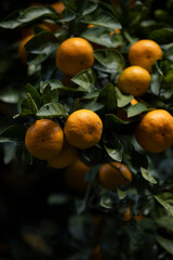 収穫間近のミカン畑のミカン