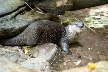 Obraz premium Asian small clawed otters are small, with short ears and noses, elongated bodies, long tails, and soft, dense fur.