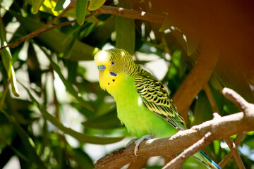 Parakeets are pale green with black bars on their backs, heads, and wings.