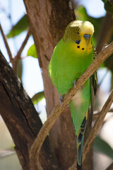 Parakeets are pale green with black bars on their backs, heads, and wings.