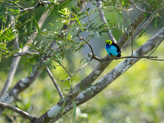  Paradise Tanager on tree branch in Ecuador