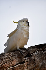 The sulphur crested cockatoo is a white bird with a yellow crest.