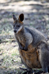 The swamp wallaby has dark brown fur, often with lighter rusty patches on the belly, chest and base of the ears.