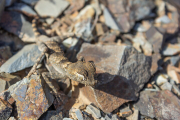 The East Canary gecko or Canary wall gecko  is a species of lizard in details