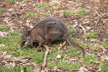 The tammar wallaby has dark greyish upperparts with a paler underside and rufous-coloured sides and...