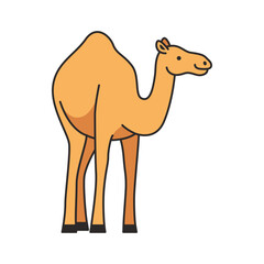 camel illustration