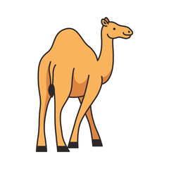 camel illustrations