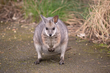 the tammar wallaby  has dark greyish upperparts with a paler underside and rufous-coloured sides and limbs. The tammar wallaby has white stripes on its face.