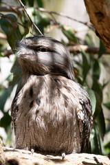 the tawny frogmouth has a mottled grey, white, black and rufous – the feather patterns help them...