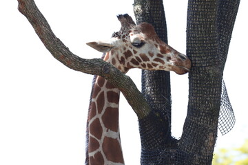 キリン　顔　動物園　食べる