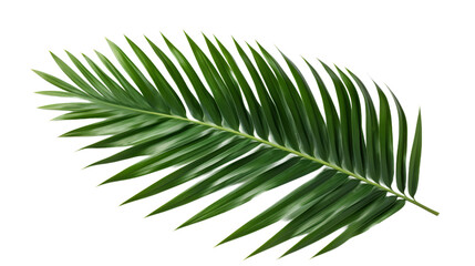 Naklejka premium Tropical Green Palm Leaf isolated on transparent background, png, cut out.