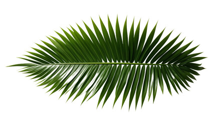 Obraz premium Tropical Green Palm Leaf isolated on transparent background, png, cut out.