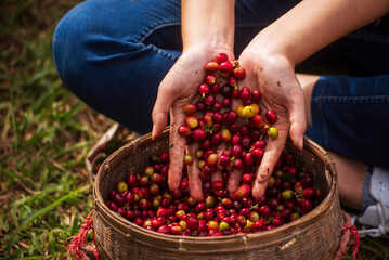 Fototapeta premium Coffee plant farm woman Hands harvest raw coffee beans. Ripe Red berries plant fresh seed coffee tree growth in green eco farm. Close up hands harvest red seed in basket robusta arabica plant farm.