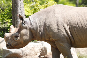さい　顔　動物園　ツノ
耳　灰色　