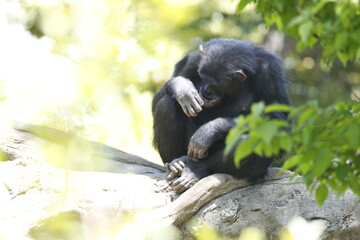 チンパンジー　森の中　動物　黒　独りぼっち