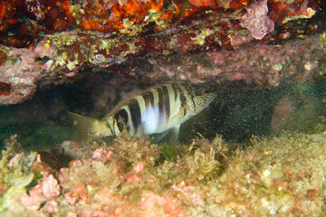 Painted comber (Serranus scriba) in Mediterranean Sea Alghero. Sardinia, Italy