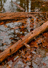 Rotting Logs and Leaves in Puddle