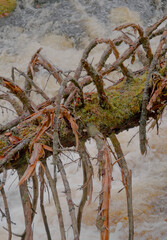 Large Tree Trunk Lying Over Rushing Water