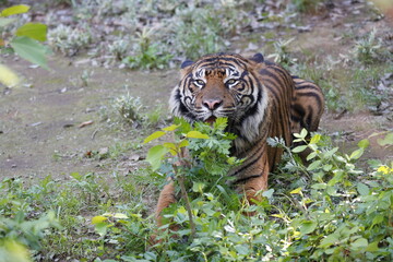 虎　タイガー　草を食べる　ワイルド