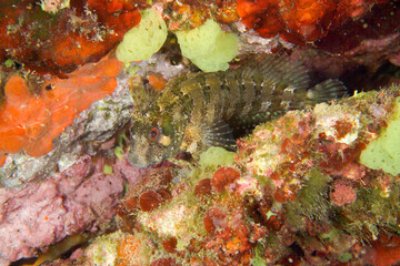fish under water Bavosa gattoruggine -Parablennius gattorugine. Tompot blenny. Parco Capo Caccia Alghero. Sardegna. Italia