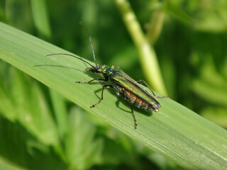 Thick-legged flower beetle (Oedemera nobilis), also known as swollen-thighed beetle, female on a blade of grass