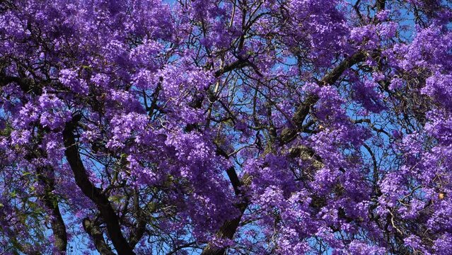 Purple Blue Jacaranda Tree Flowers Waving. Lisbon, Portugal. Close Up Shot