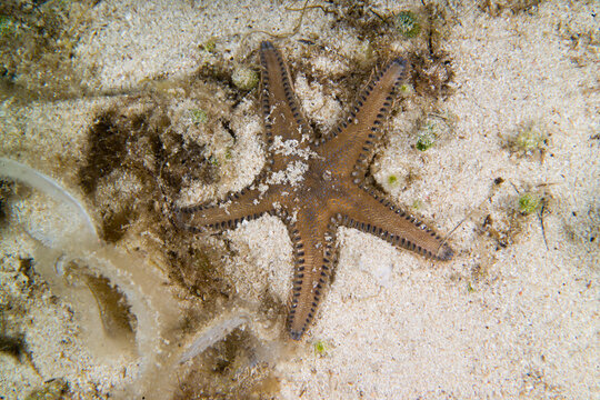 starfish on the sand, Mediterranean Sea sand Starfish Astropecten spinulosus, starfish on the sand, 
red comb star (Astropecten aranciacus) Mediterranean sea, Alghero, Sardinia. Italy