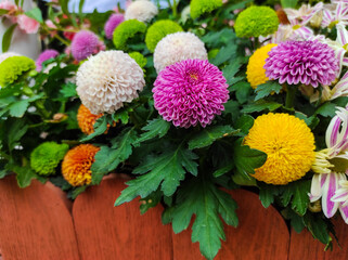 Chrysanthemum morifolium also known as florist's daisy and hardy garden mum.