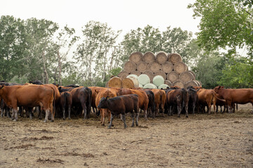 Herd of Angus cattle on the field grazing 