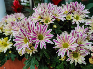 Obraz premium Chrysanthemum morifolium also known florist's daisy blooming in the garden.