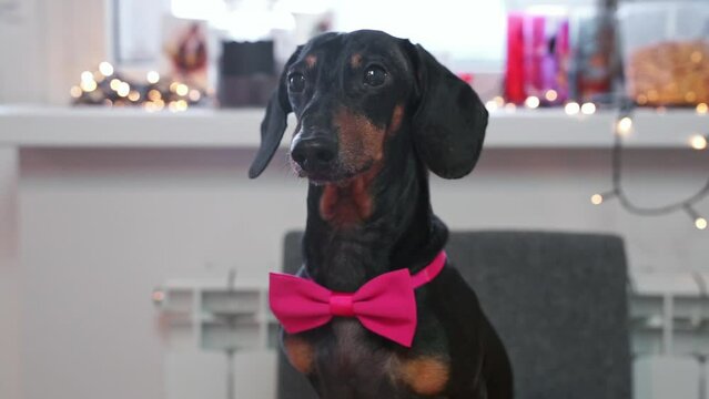 Cute dachshund dressed in bow barks expressing desire for treat from owner. Adorable dog with elegant accessory interacts with owner at home
