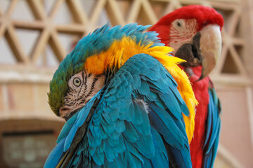 Obraz premium Closeup of a scarlet macaw or Kakadu sitting next to its mate with eye catching details 